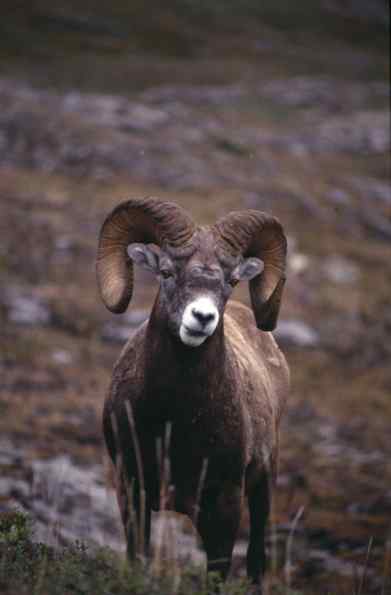 foto: Jasper National Park
